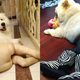 Illustration for article titled Dogs Wearing Pantyhose Is Now a Thing in China